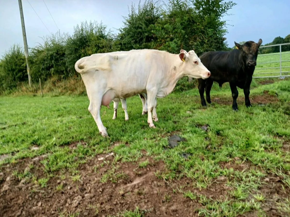 Shorthorn cow & calf - Image 3