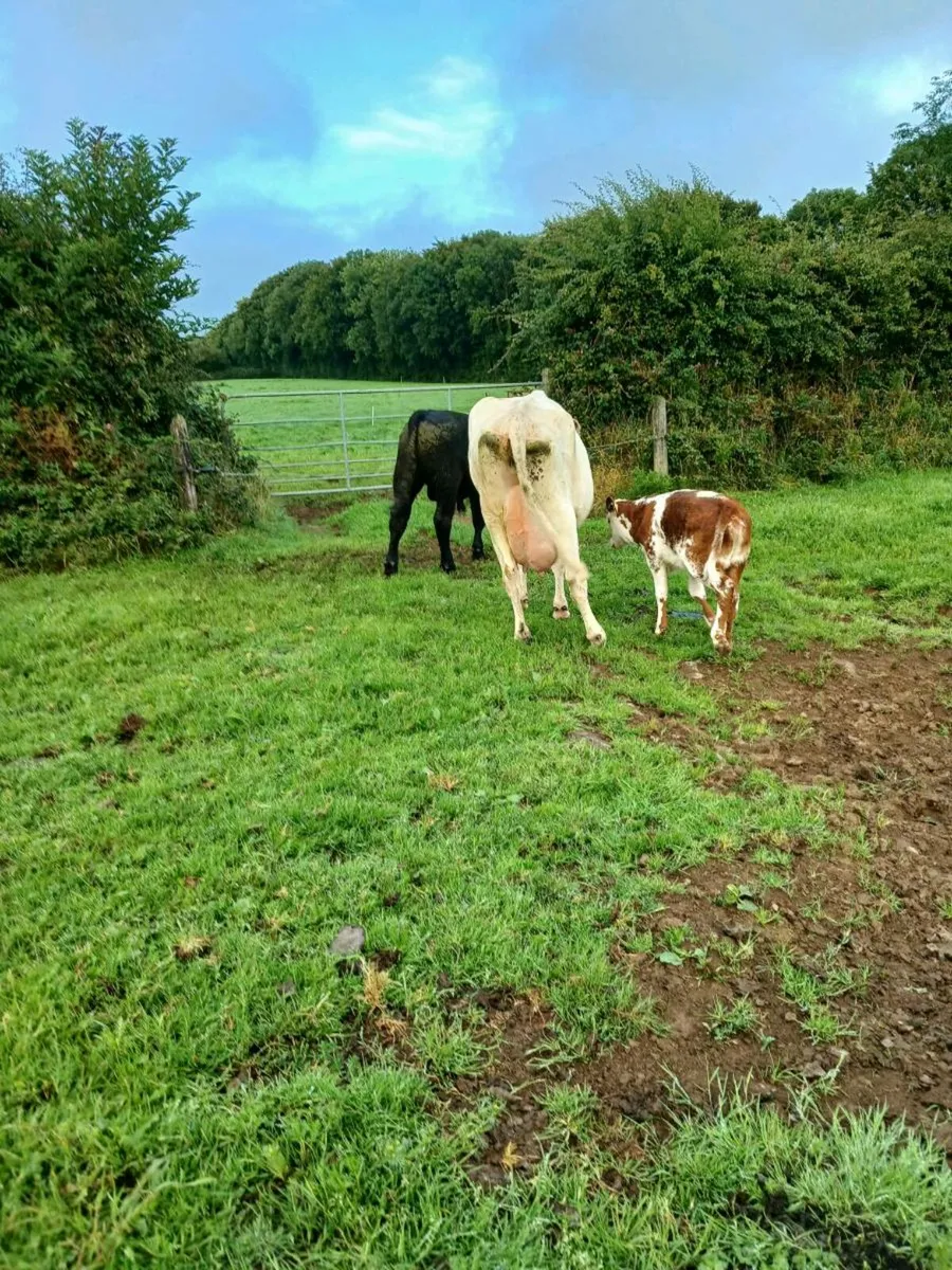 Shorthorn cow & calf - Image 4