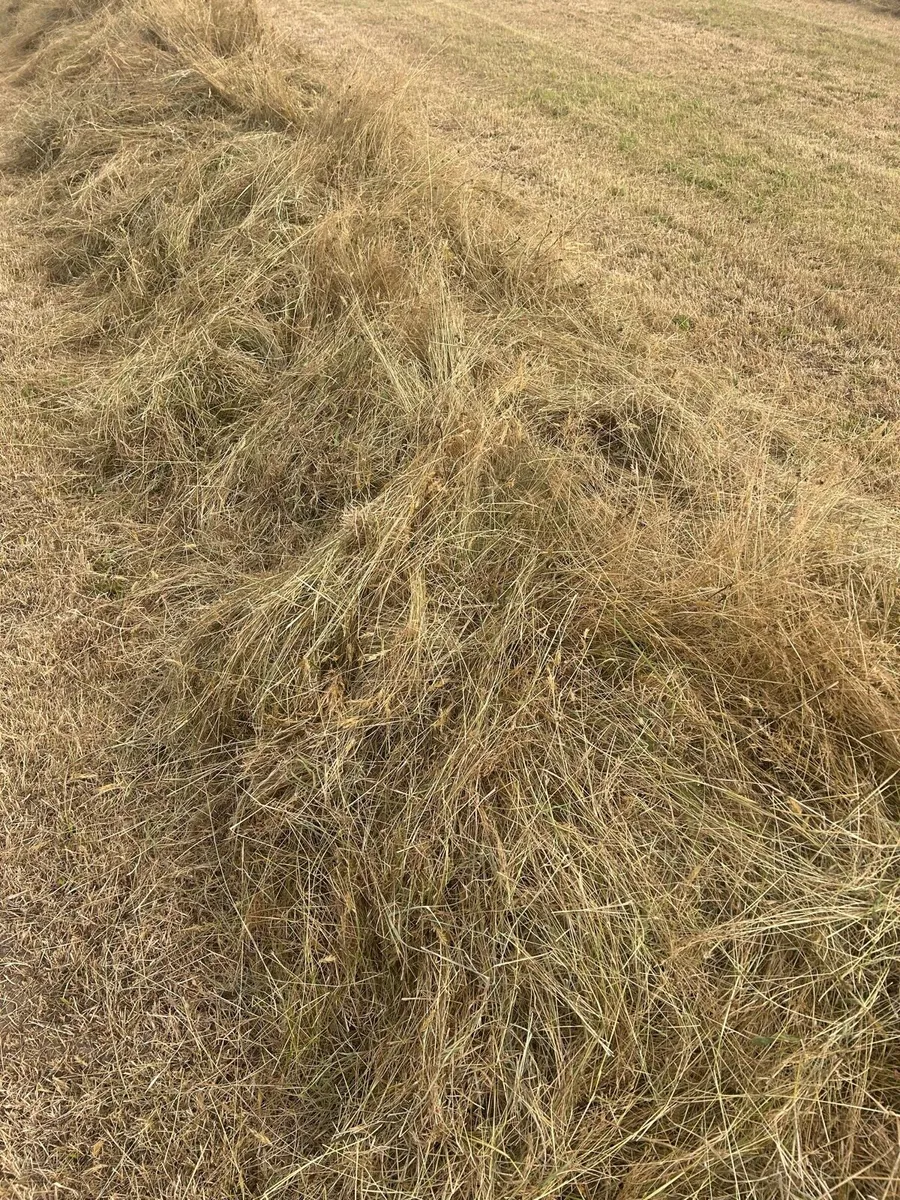 Haylage - Image 1