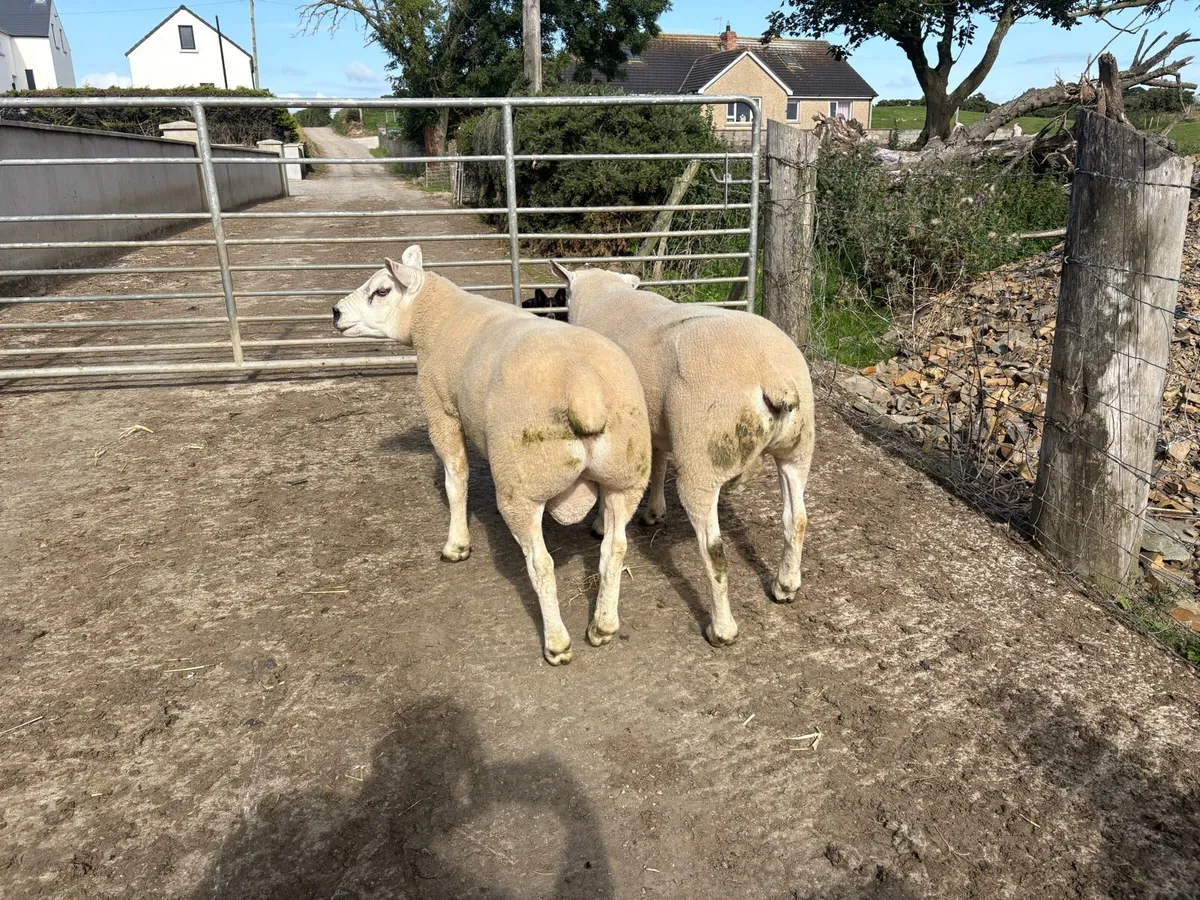 Texel Ram Shearlings - Image 1
