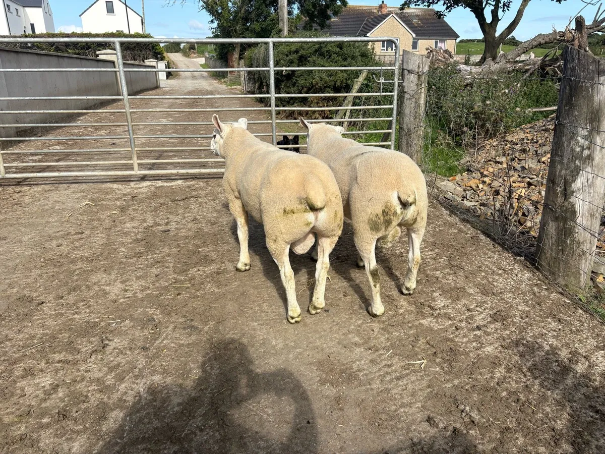 Texel Ram Shearlings - Image 2