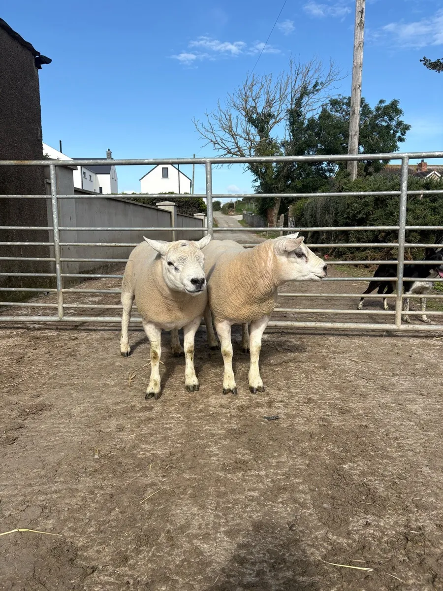 Texel Ram Shearlings - Image 3