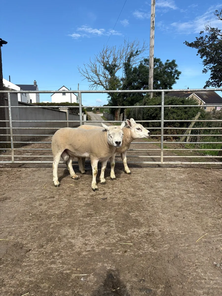 Texel Ram Shearlings - Image 4