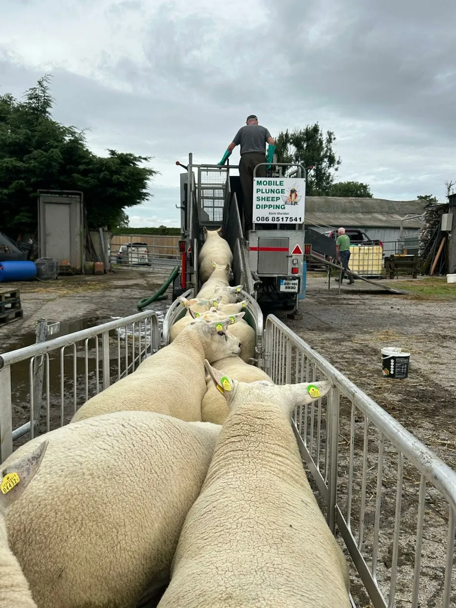 Sheep - Image 3