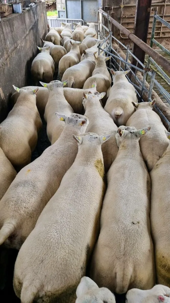 Sheep - Image 2