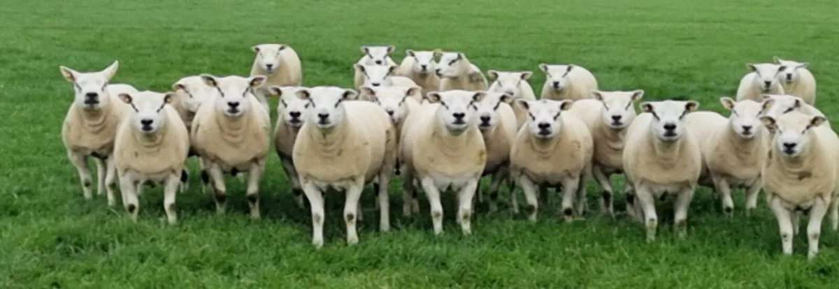 Sheep - Image 1