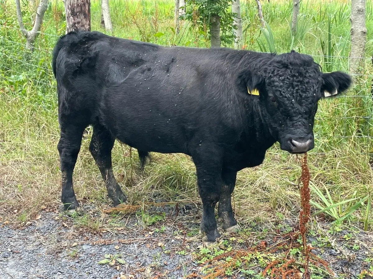 Dexter Weanling  Bull (weaned at 9 months)