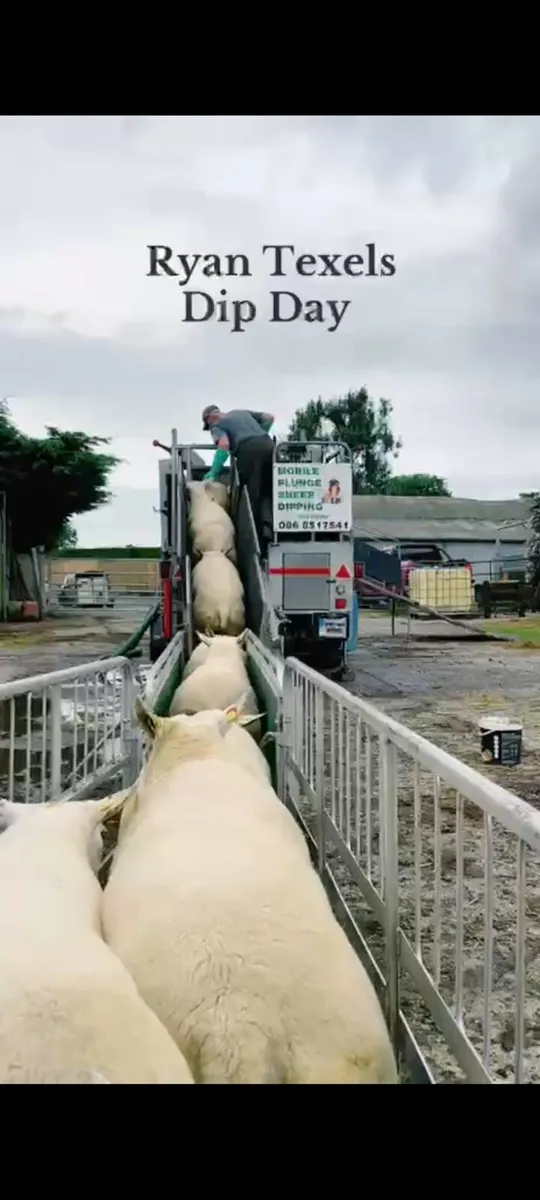 Sheep - Image 4