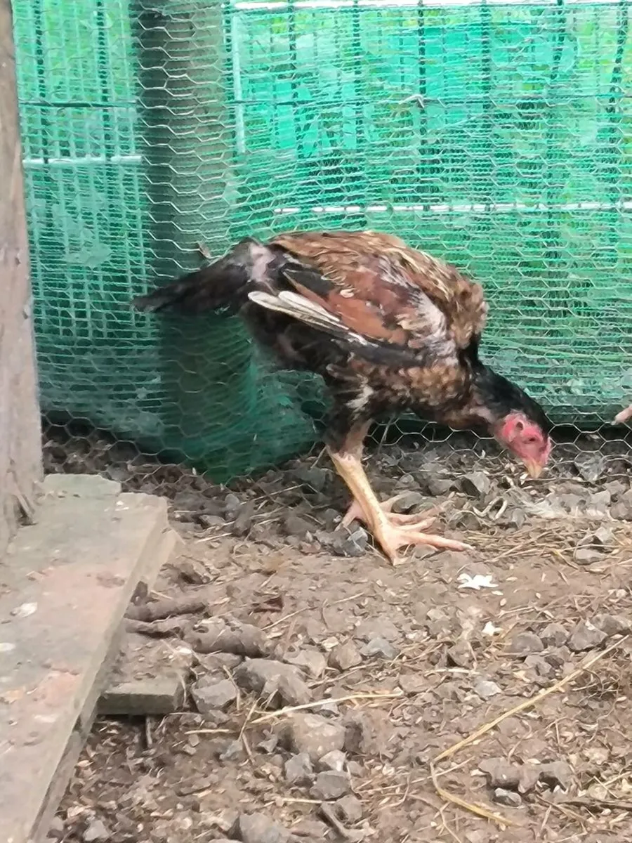 Buff Orpington chicks - Image 3
