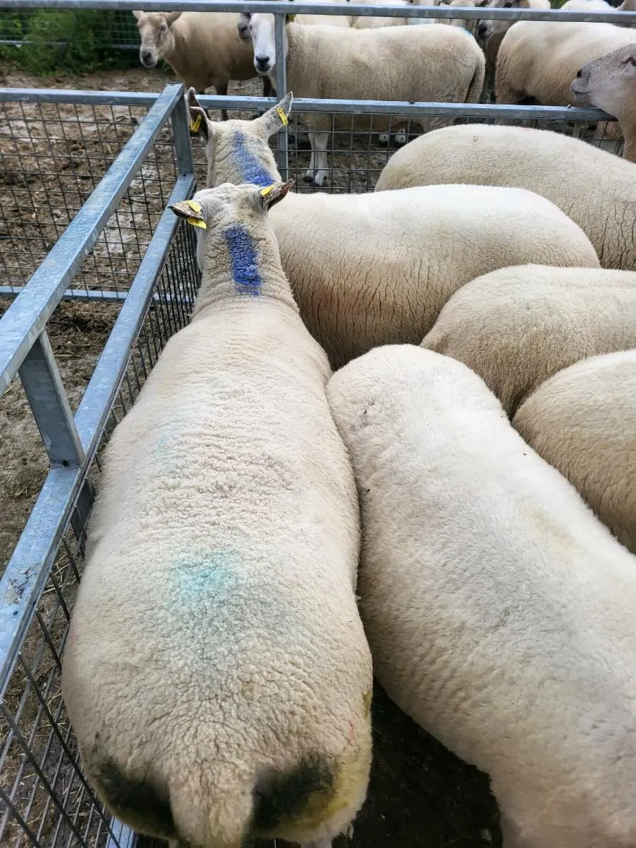 Breeding ewes - Image 2