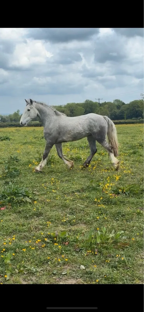 4 year old draught x cob gelding - Image 1