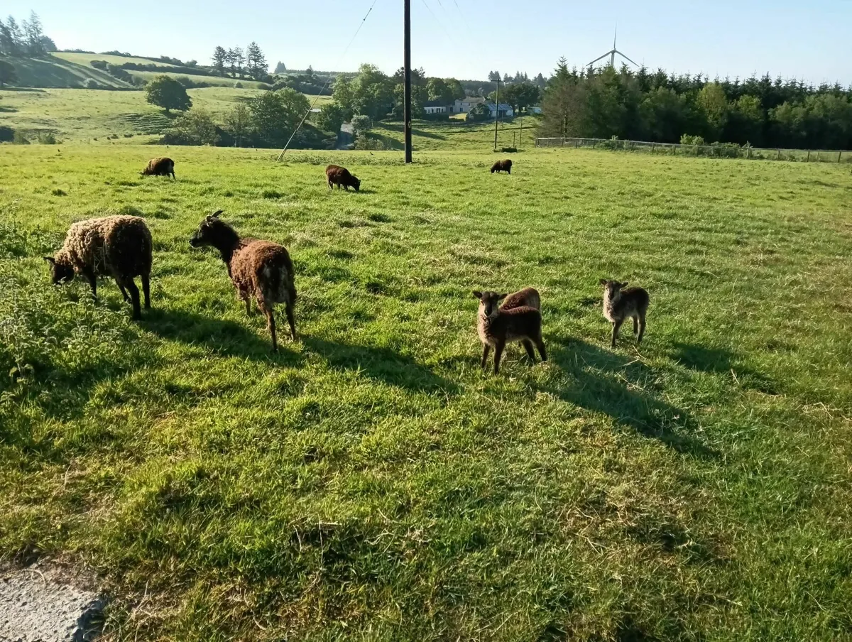 SOAY ewes and ewe-lambs - Image 1