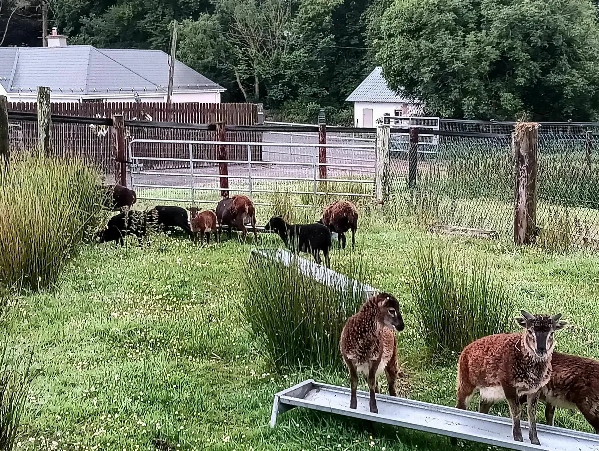 SOAY ewes and ewe-lambs - Image 2