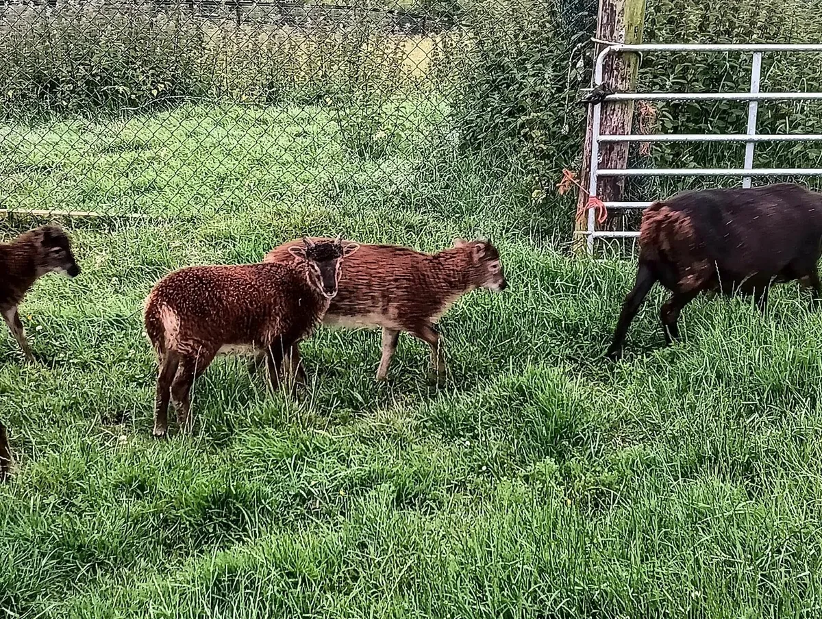 SOAY ewes and ewe-lambs - Image 3