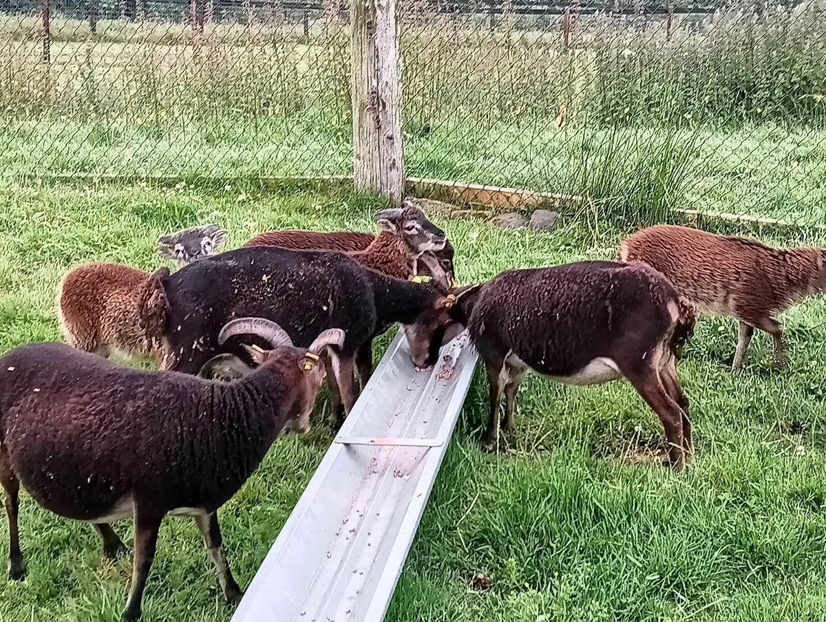 SOAY ewes and ewe-lambs - Image 4