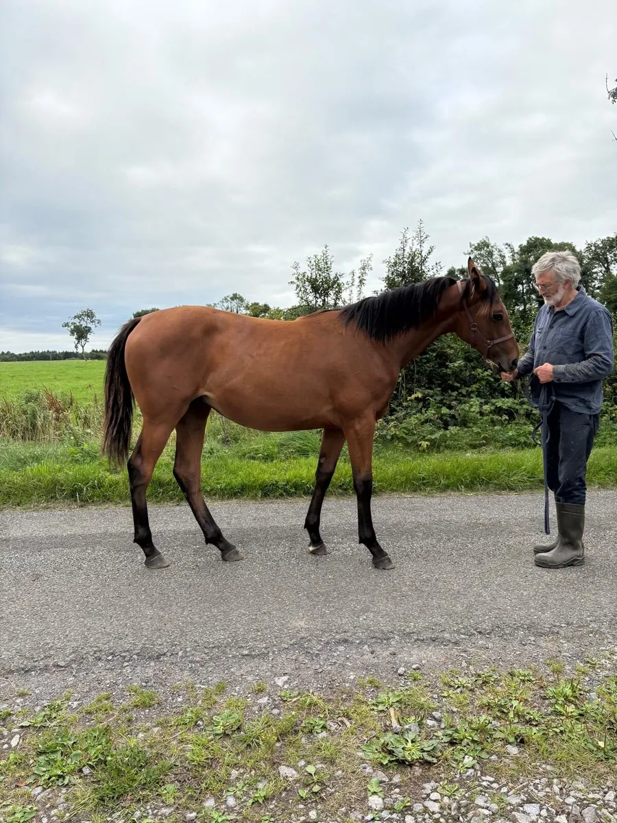 Yearling Filly ISH - Image 2