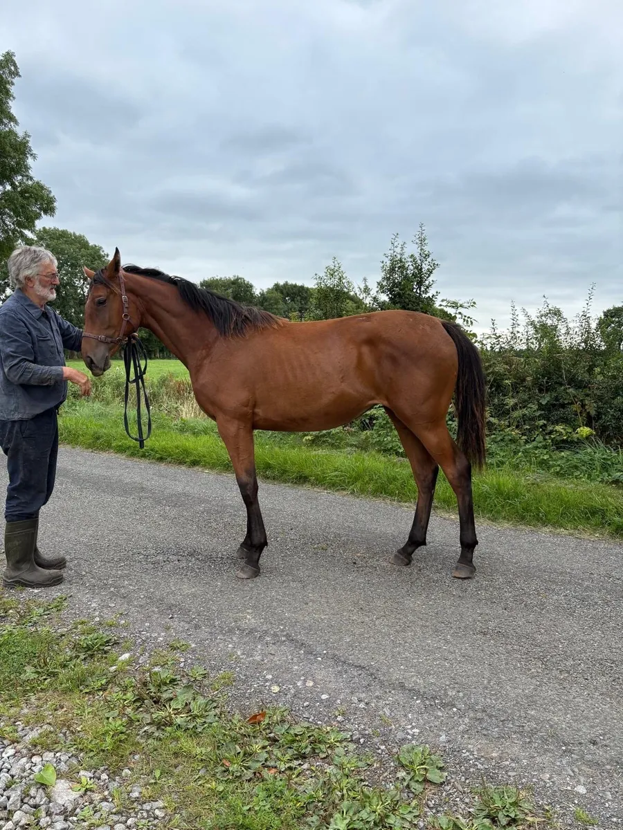 Yearling Filly ISH - Image 3