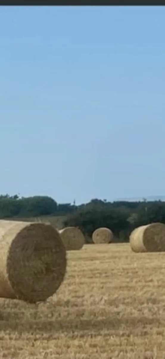 Round Bales of Barley Straw