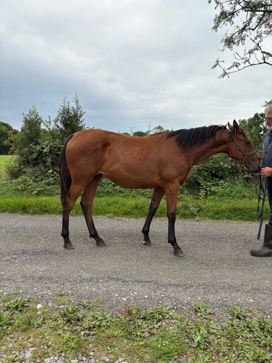 Yearling Filly ISH - Image 1