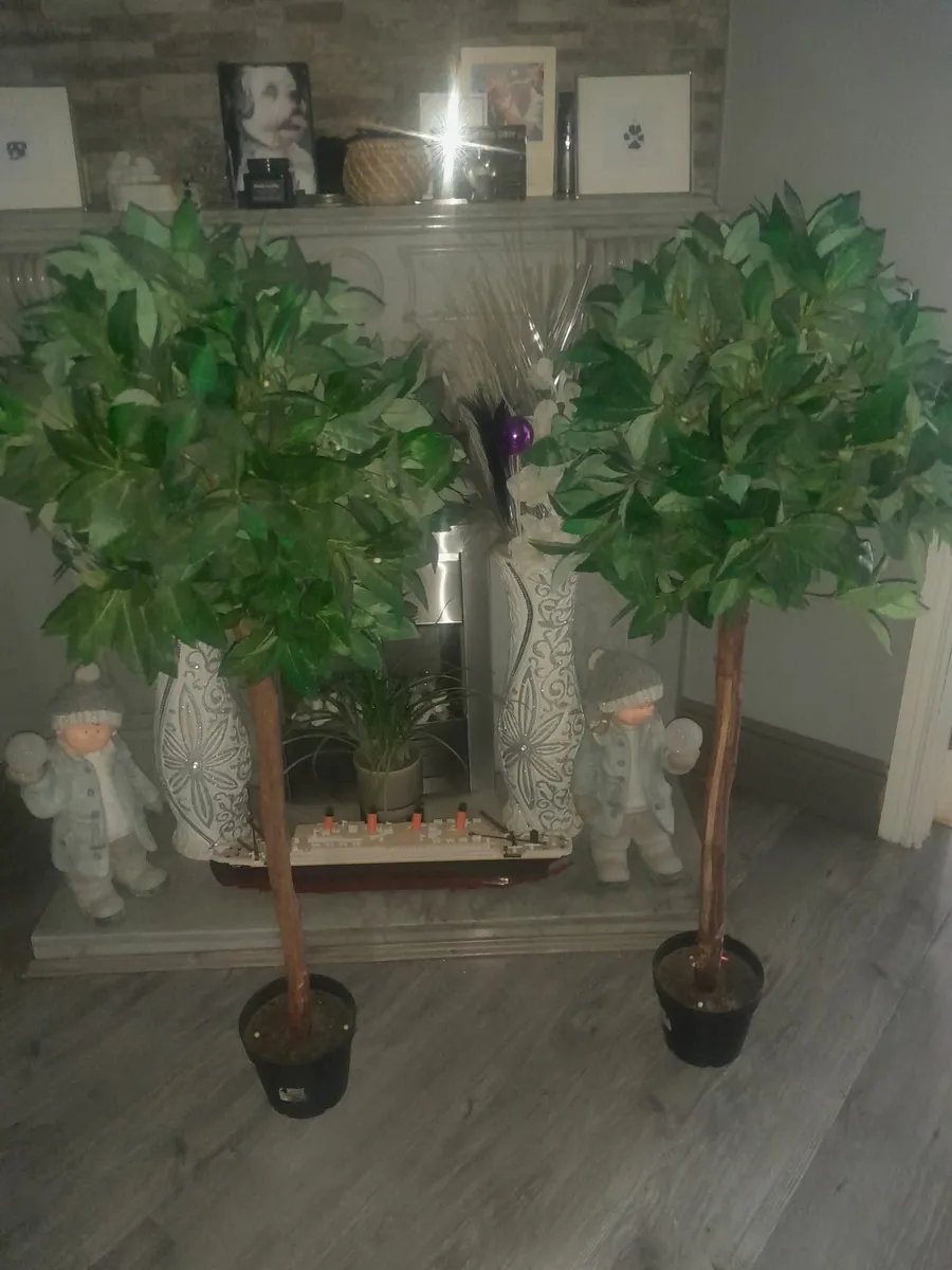 Bay trees - Image 1
