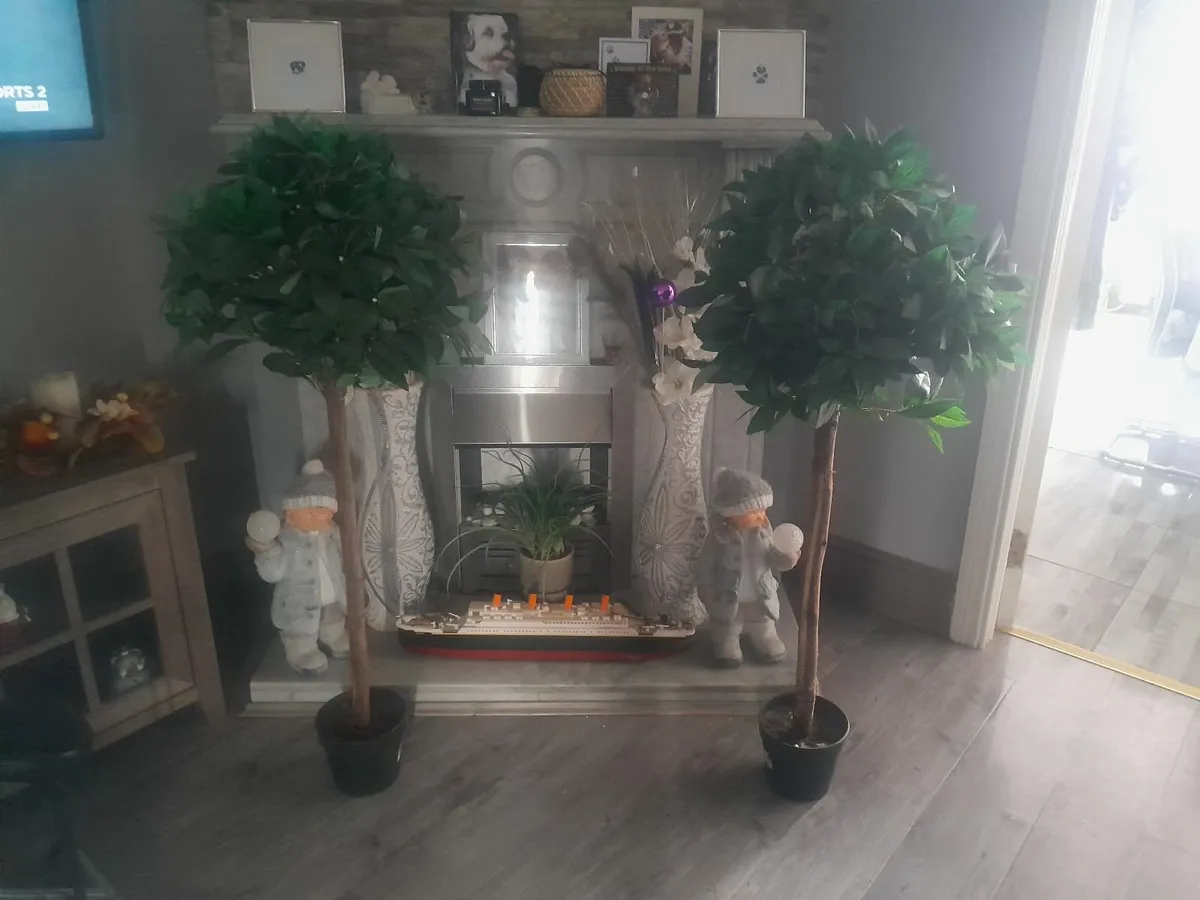 Bay trees - Image 3