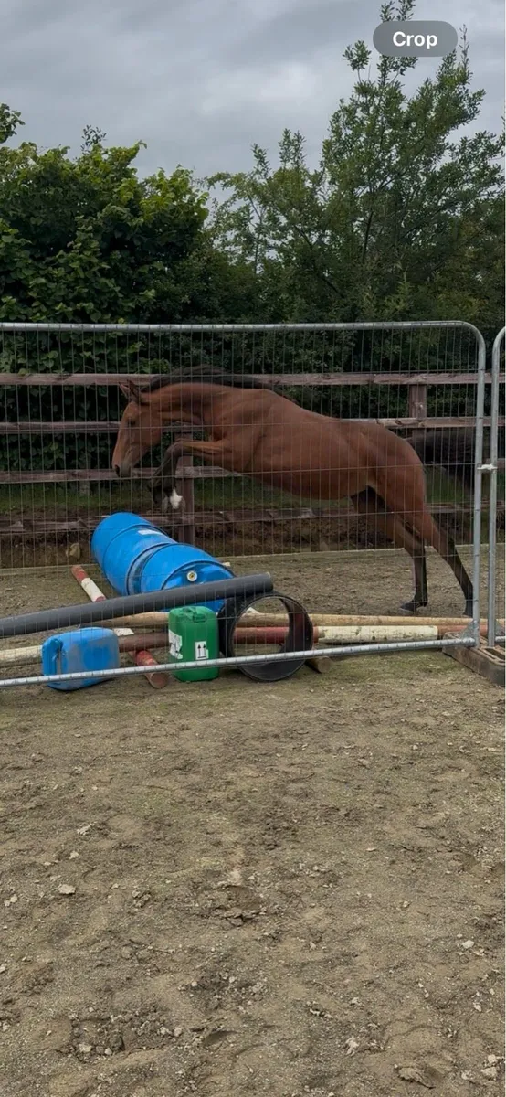 Yearling - event bred - Image 1