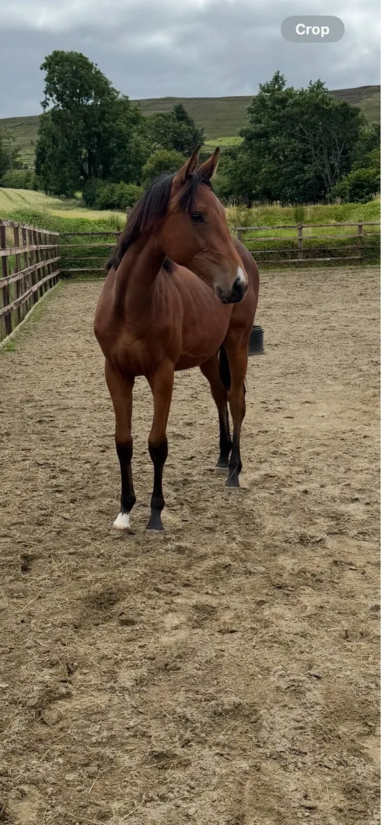 Yearling - event bred - Image 2