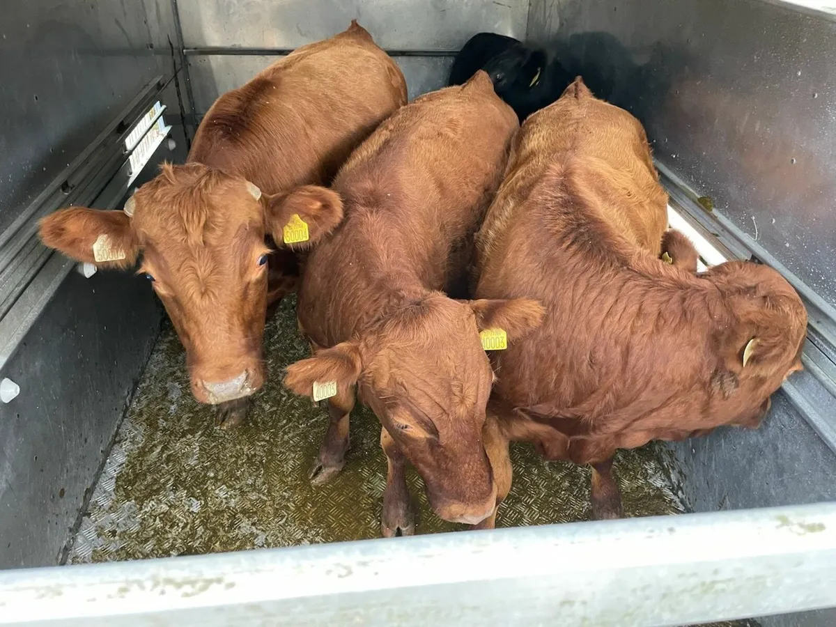 Dexter Bullocks - Image 1