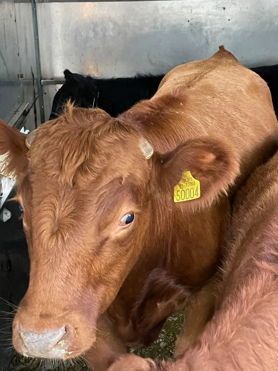 Dexter Bullocks - Image 2