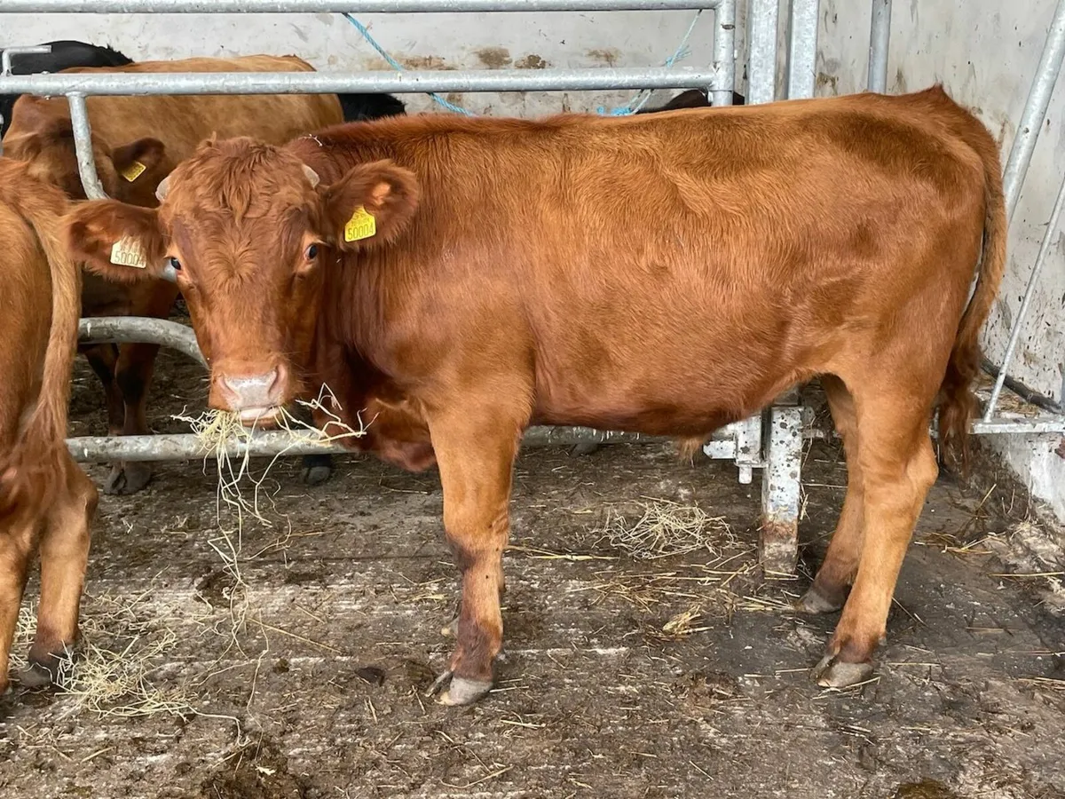 Dexter Bullocks - Image 3