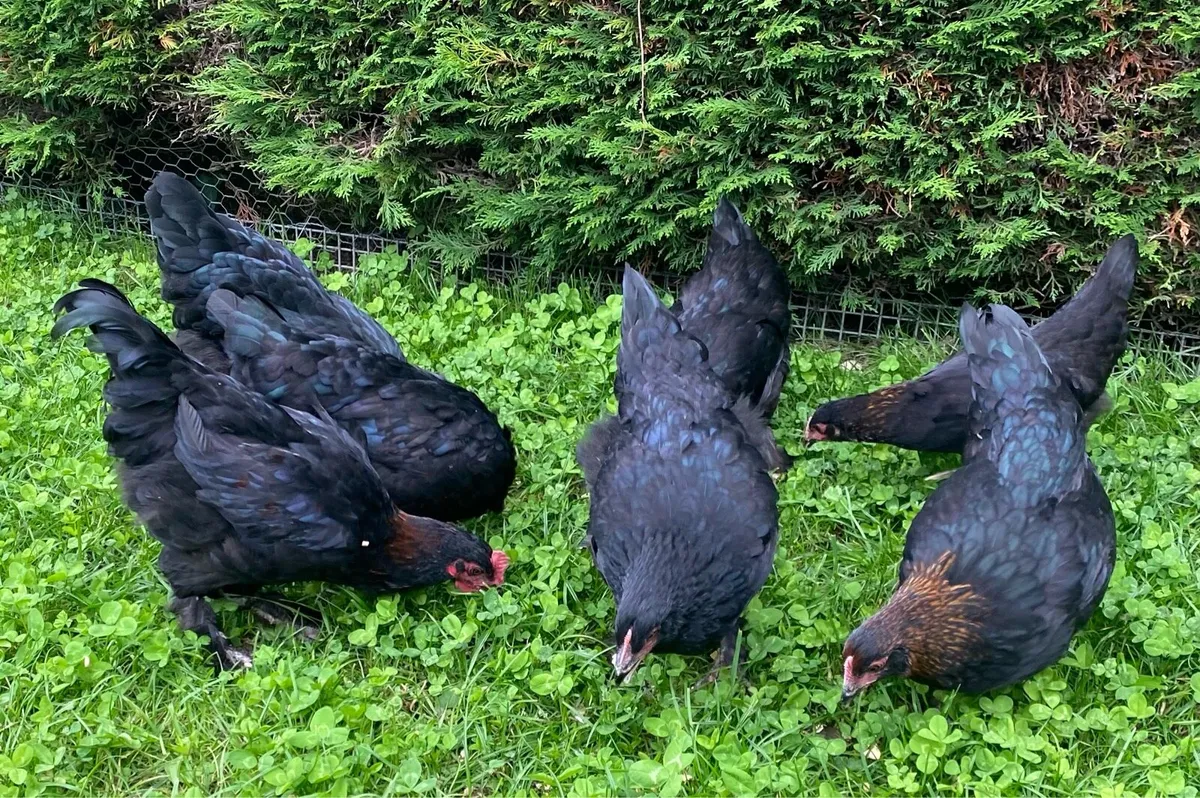 Pullets - Image 2