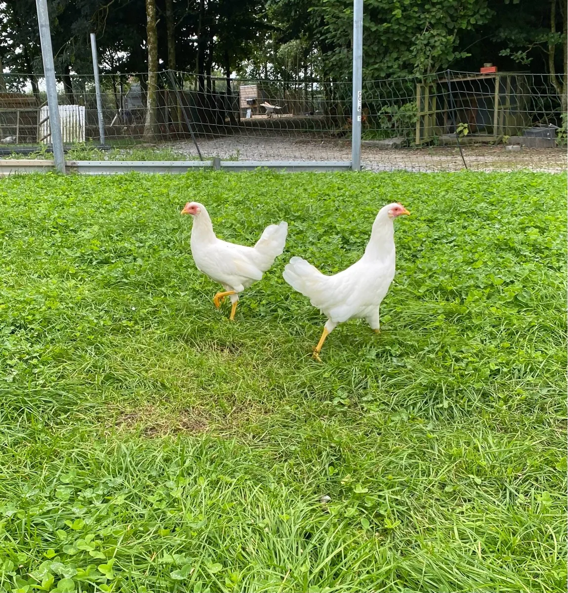 Pullets - Image 3