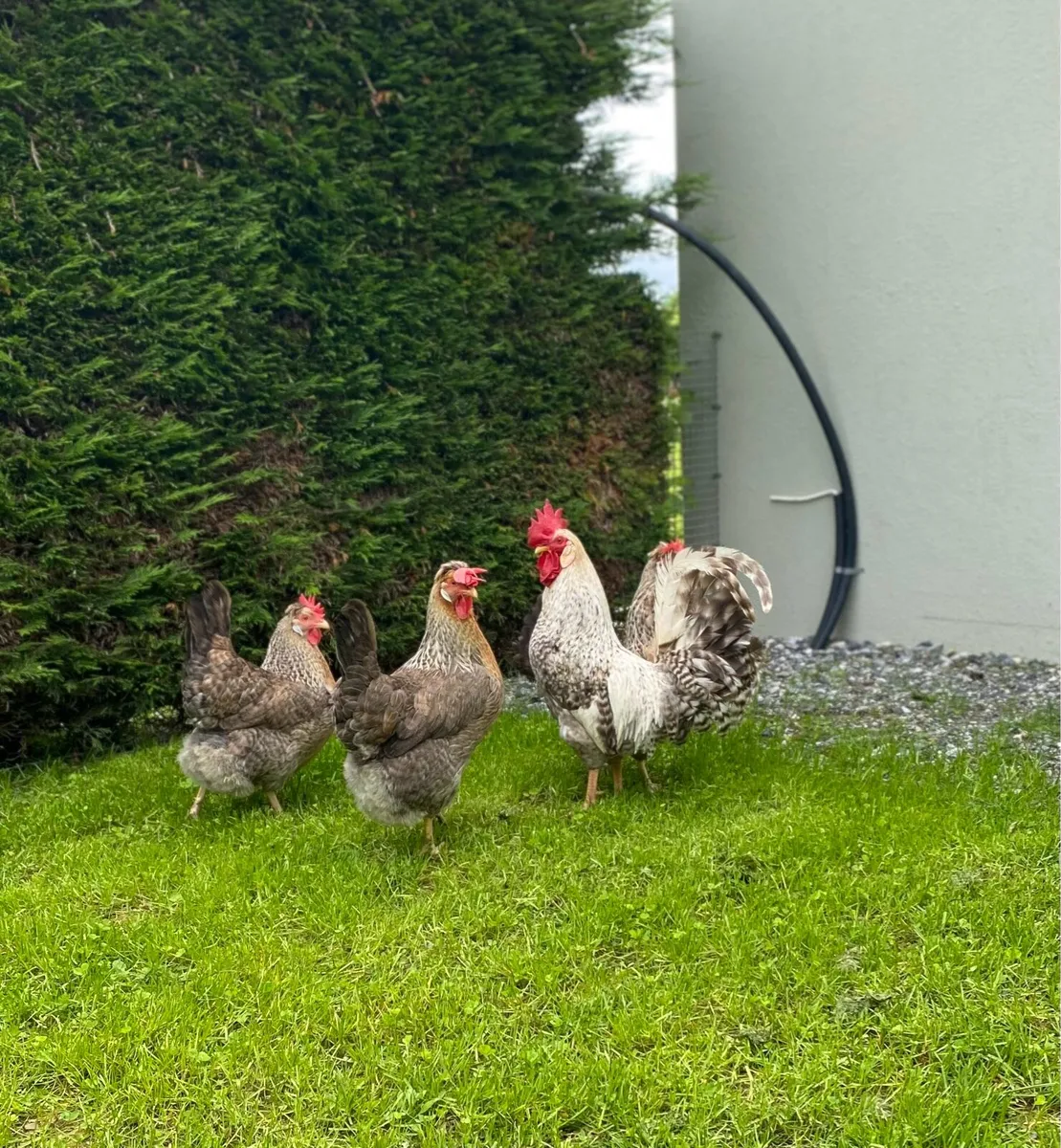 Pullets - Image 4