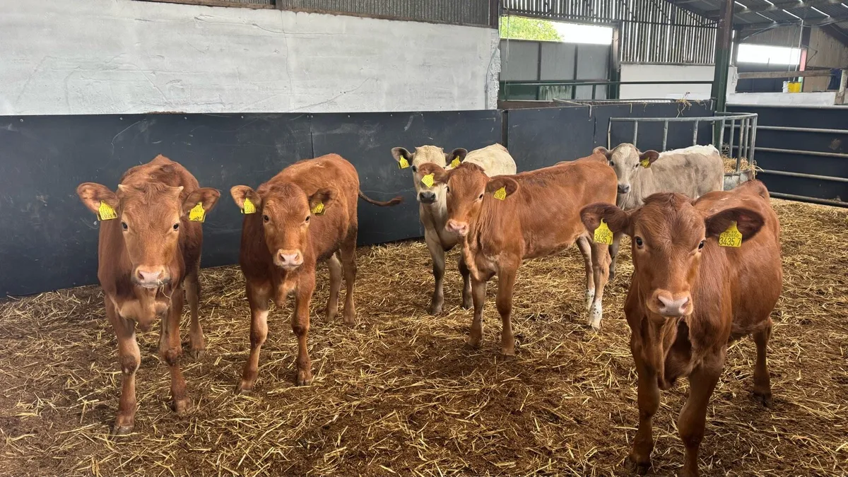 Charolais & Limousin Heifers - Image 1