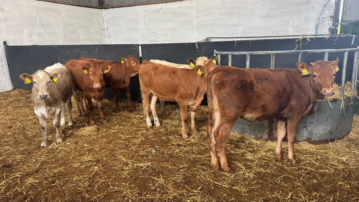 Charolais & Limousin Heifers - Image 2