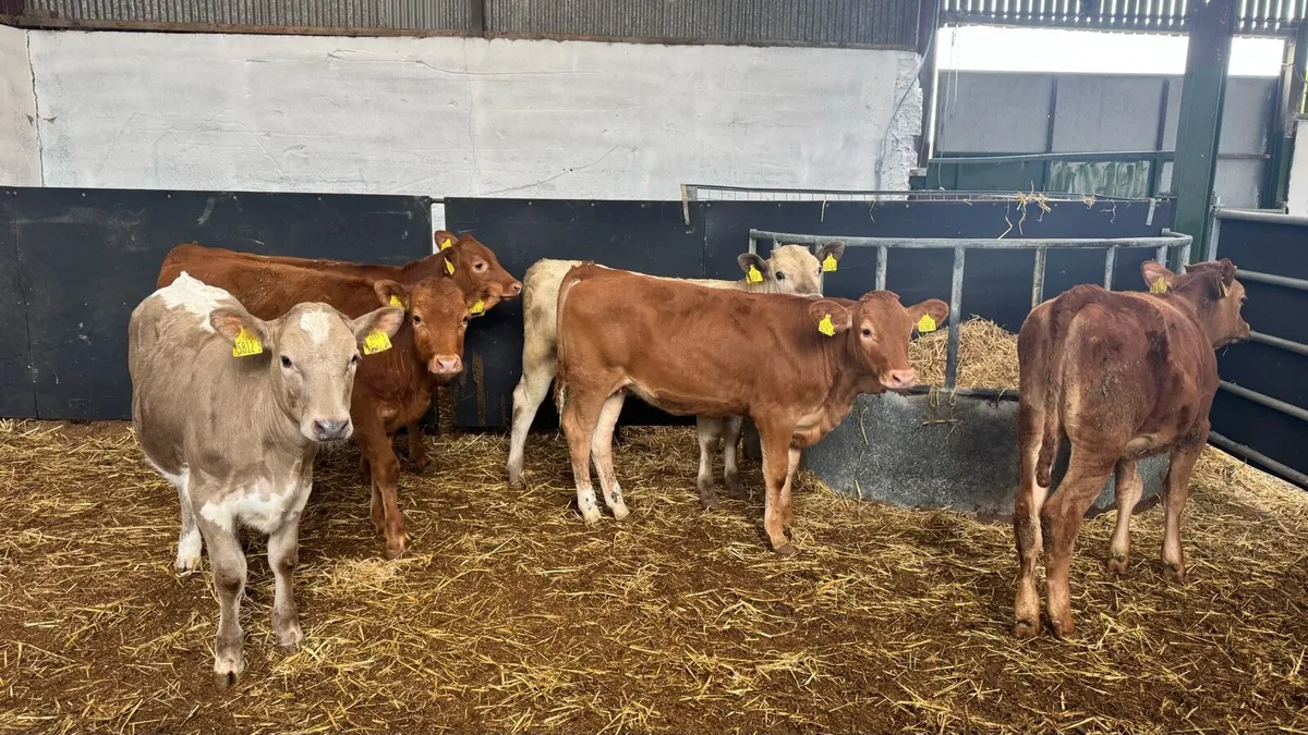 Charolais & Limousin Heifers - Image 3