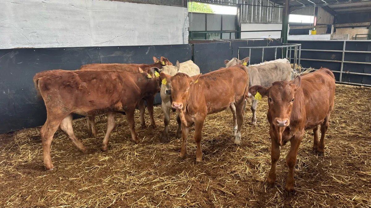 Charolais & Limousin Heifers - Image 4