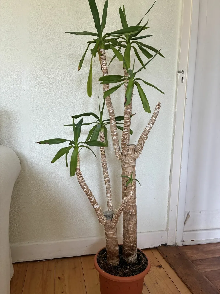Indoor/outdoor plant - Image 1