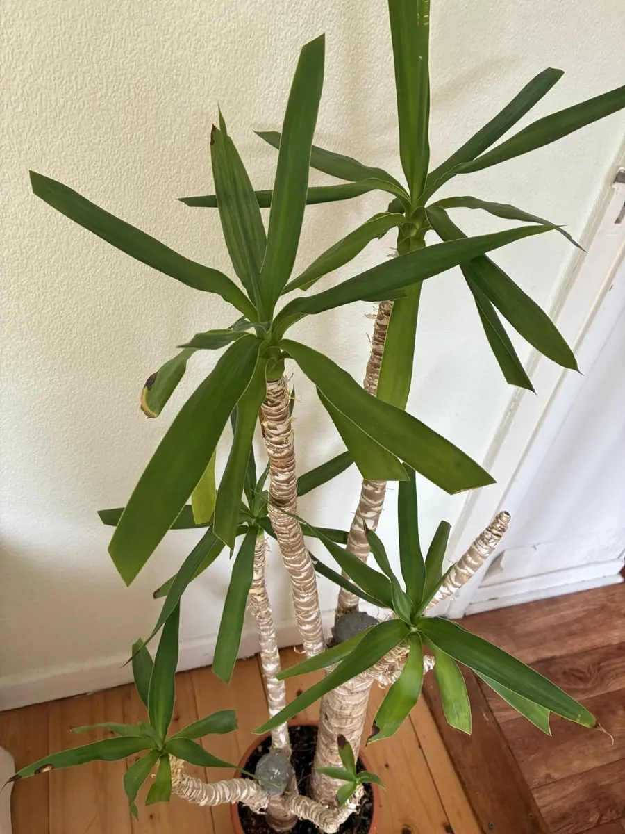 Indoor/outdoor plant - Image 2