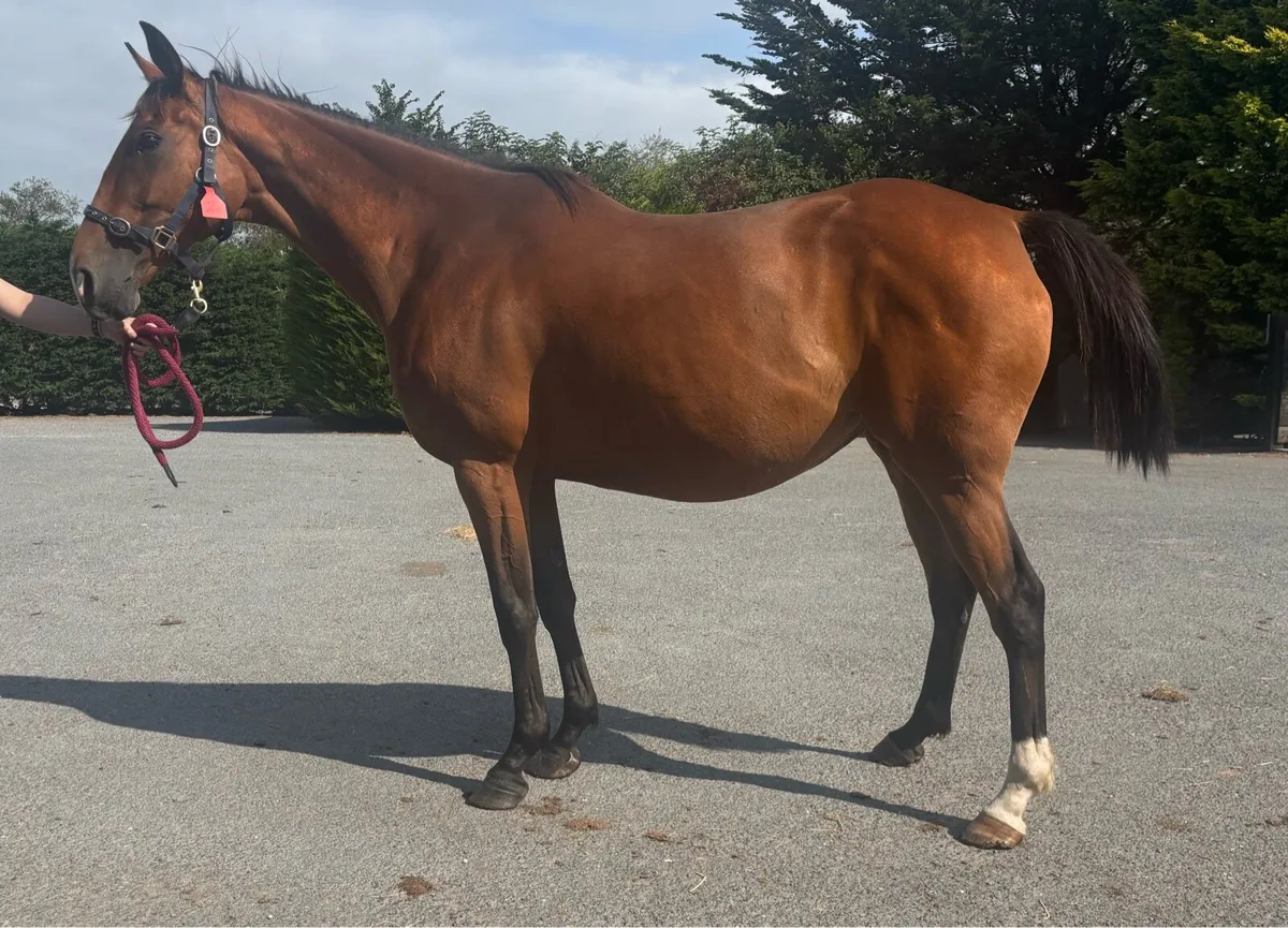 1/2 Sister to Grade 1 Chaser - Image 1