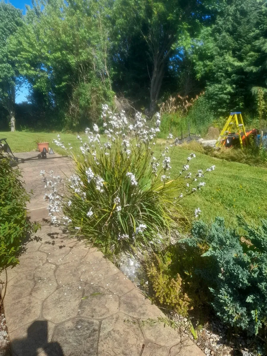 Flowering plants - Image 2