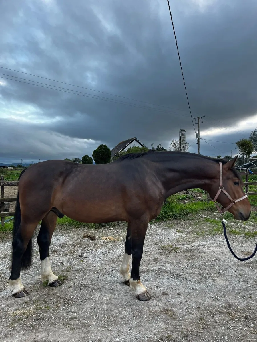 4yo Irish Draught Gelding - Image 1
