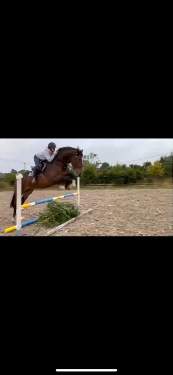 4yo Irish Draught Gelding - Image 2