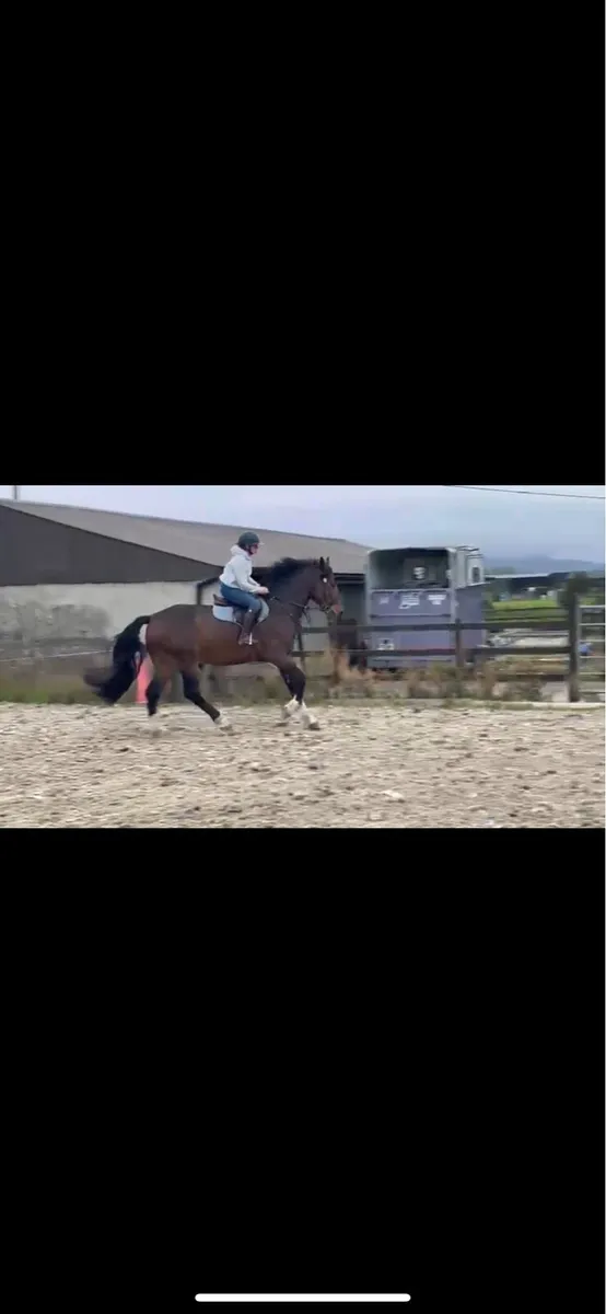 4yo Irish Draught Gelding - Image 3