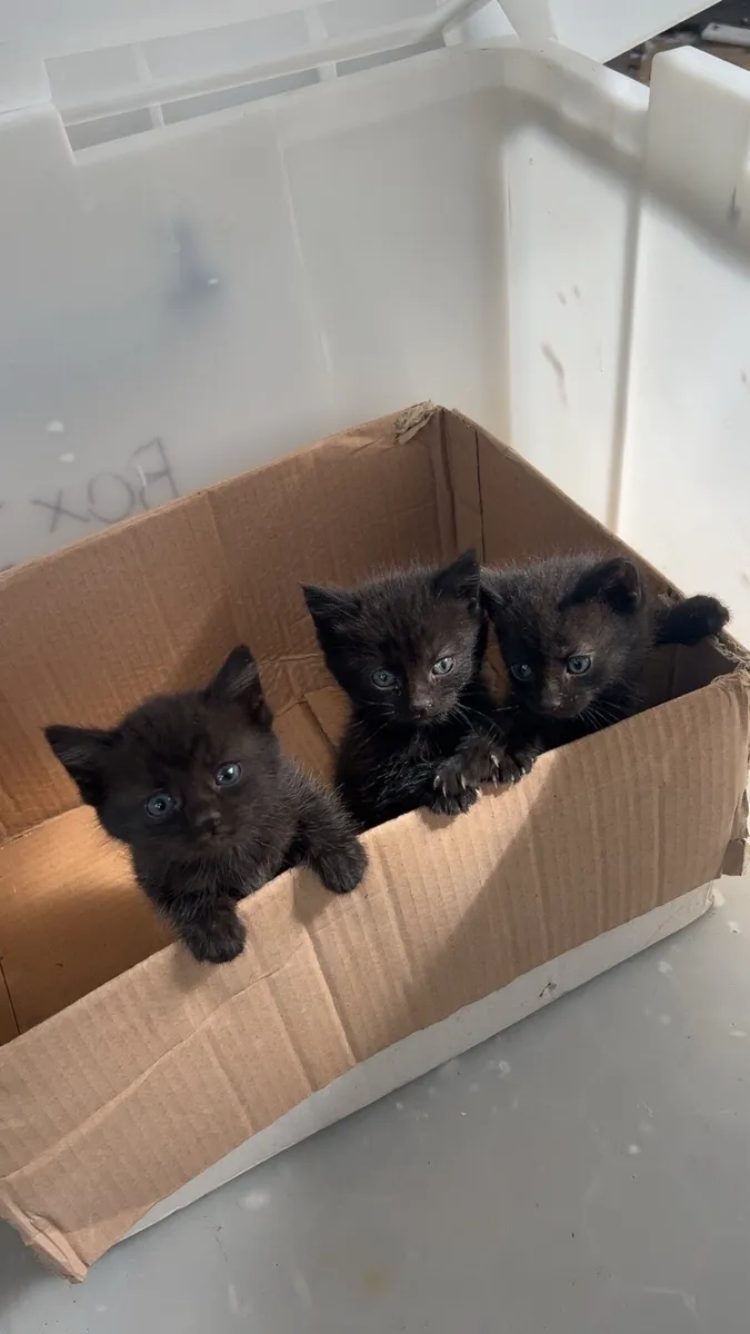 Kittens - Image 1