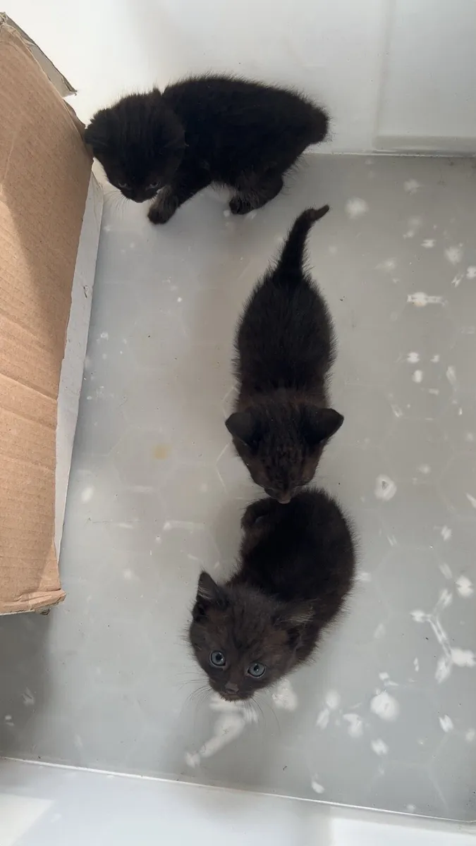 Kittens - Image 3
