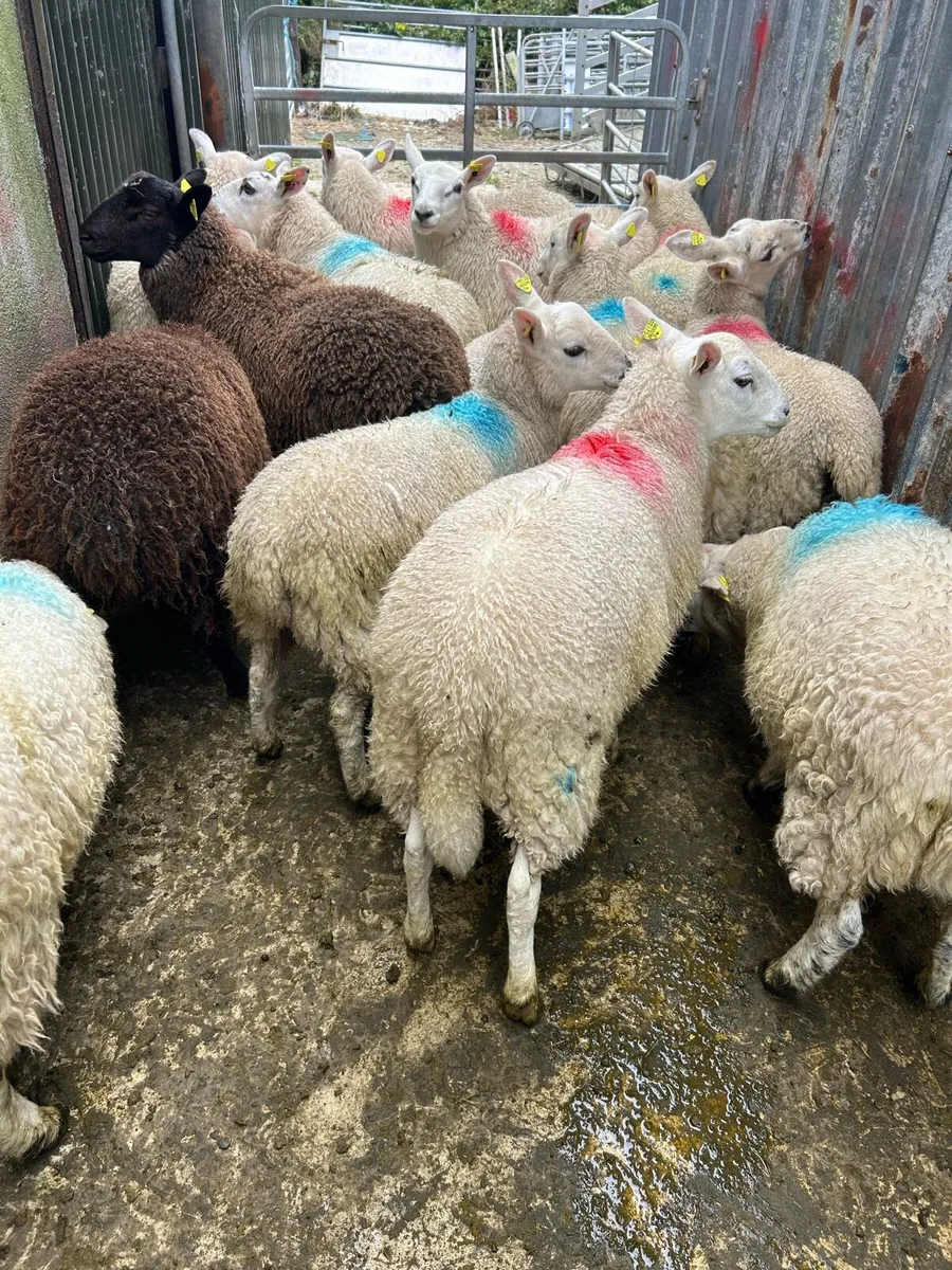 ****EWE LAMBS*** - Image 1