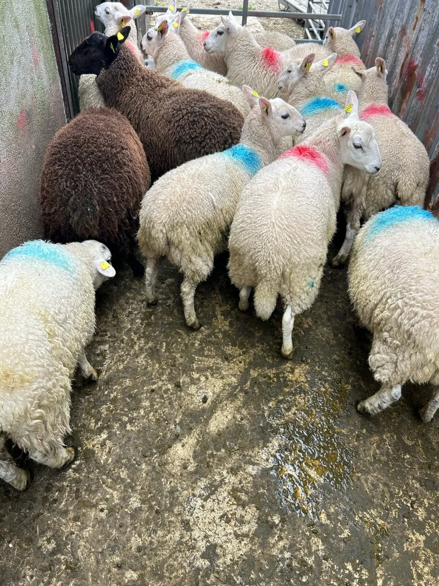 ****EWE LAMBS*** - Image 2