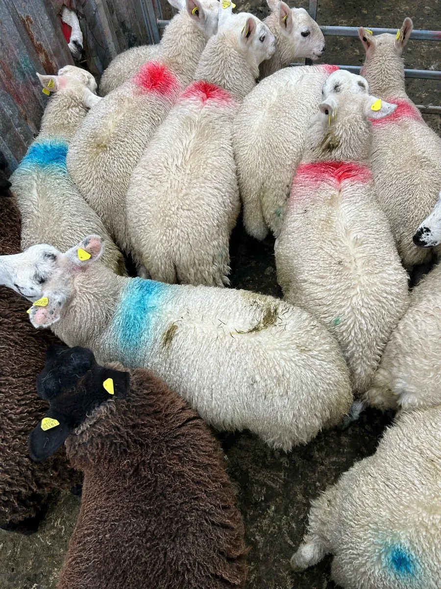 ****EWE LAMBS*** - Image 3
