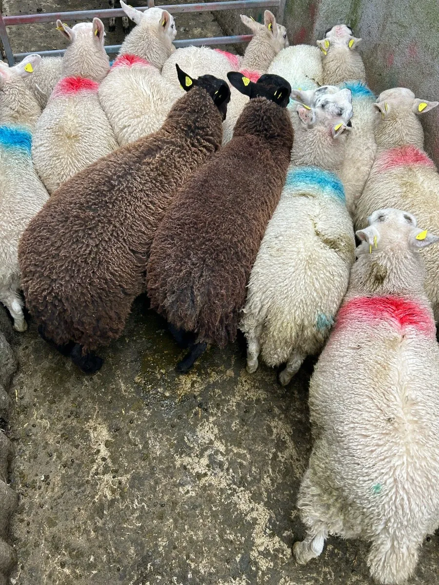 ****EWE LAMBS*** - Image 4